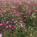 行政書士とは？