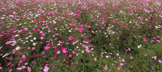 行政書士とは？