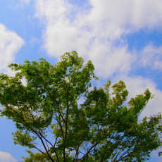 農地の【相続】【売買】そのほかで困ったら