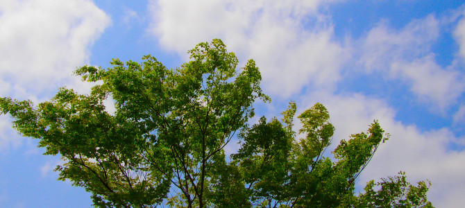 農地の【相続】【売買】そのほかで困ったら